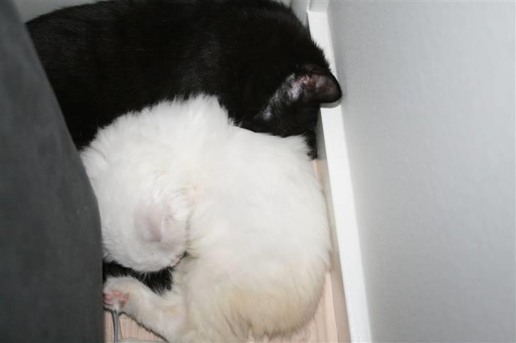 Maine Coon Simba billede 12