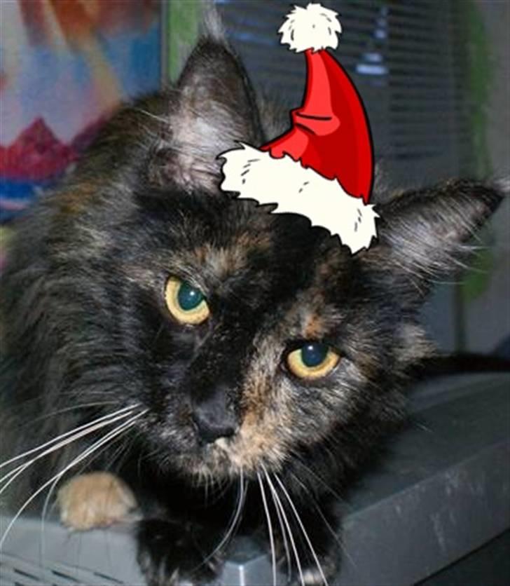 Maine Coon Bæklund´s Grace - lavet af missemor billede 11