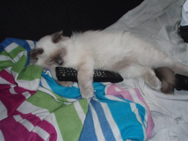 Hellig Birma Lucius - God at putte med?  billede 10