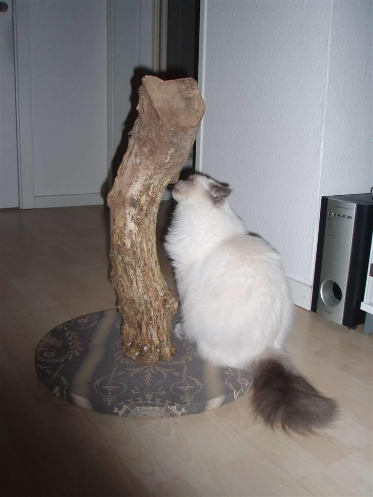 Hellig Birma Lucius - Lucius´ nye hjemmelavede kradretræ billede 11