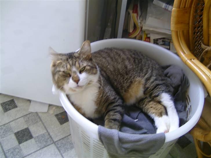 Blanding af racer Charlie billede 14