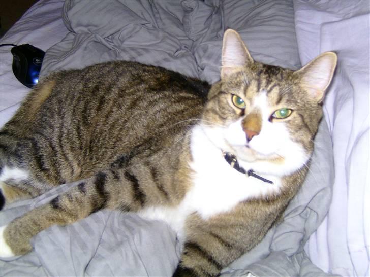 Blanding af racer Charlie billede 15