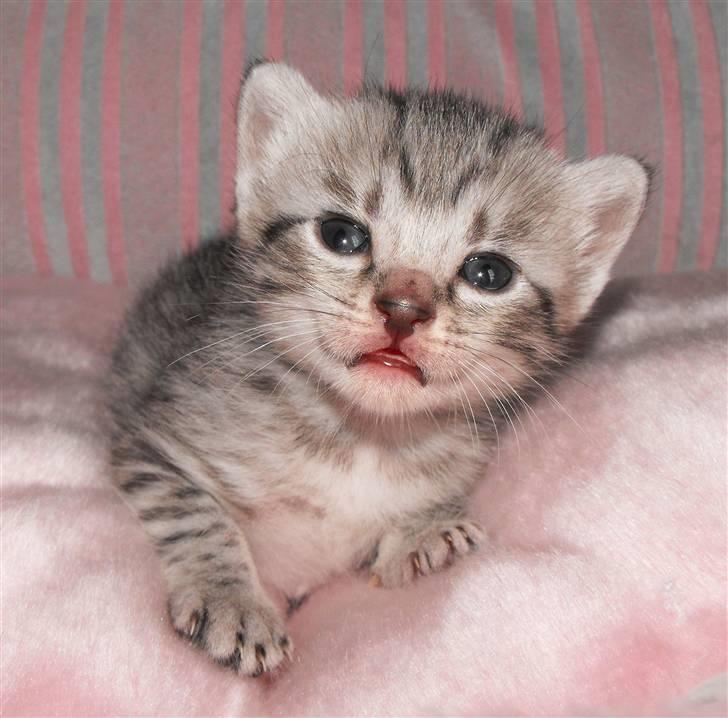 Egyptian Mau Amenhotep´s Nerfetiti billede 1