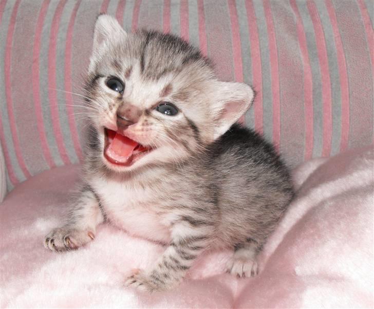 Egyptian Mau Amenhotep´s Nerfetiti billede 2