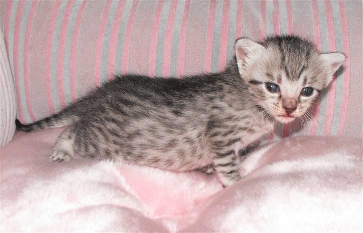 Egyptian Mau Amenhotep´s Nerfetiti billede 3