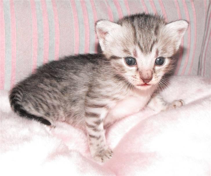 Egyptian Mau Amenhotep´s Nerfetiti billede 4