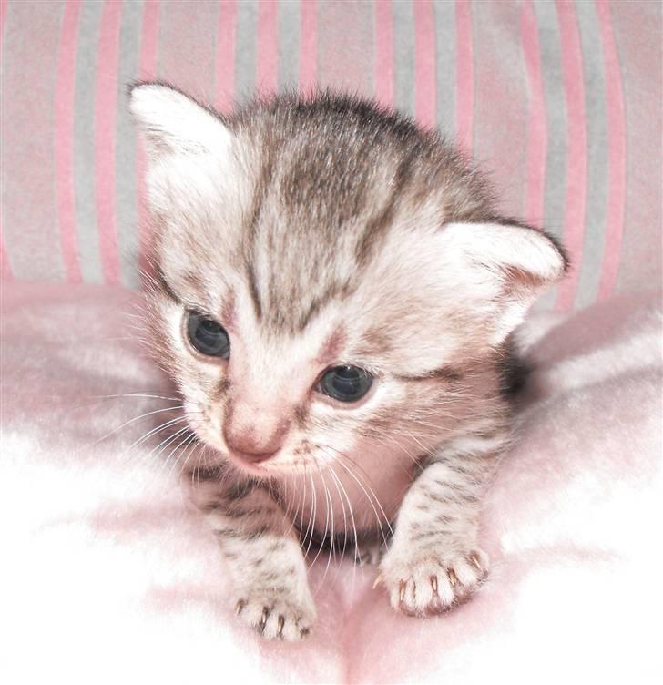 Egyptian Mau Amenhotep´s Nerfetiti billede 5