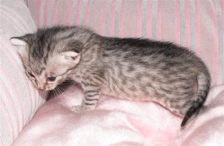 Egyptian Mau Amenhotep´s Nerfetiti billede 6