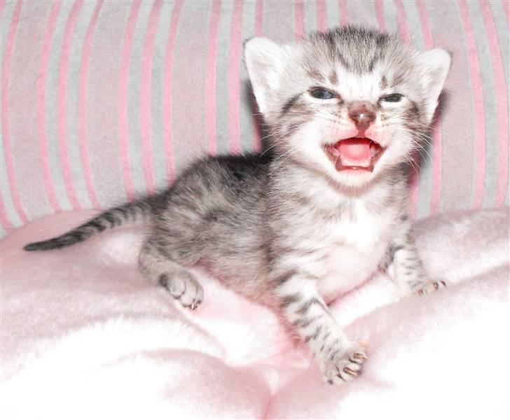 Egyptian Mau Amenhotep´s Nerfetiti billede 7