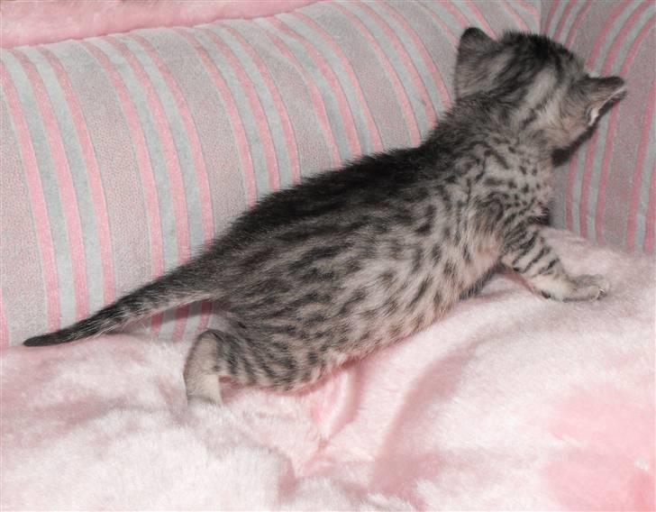 Egyptian Mau Amenhotep´s Nerfetiti billede 8