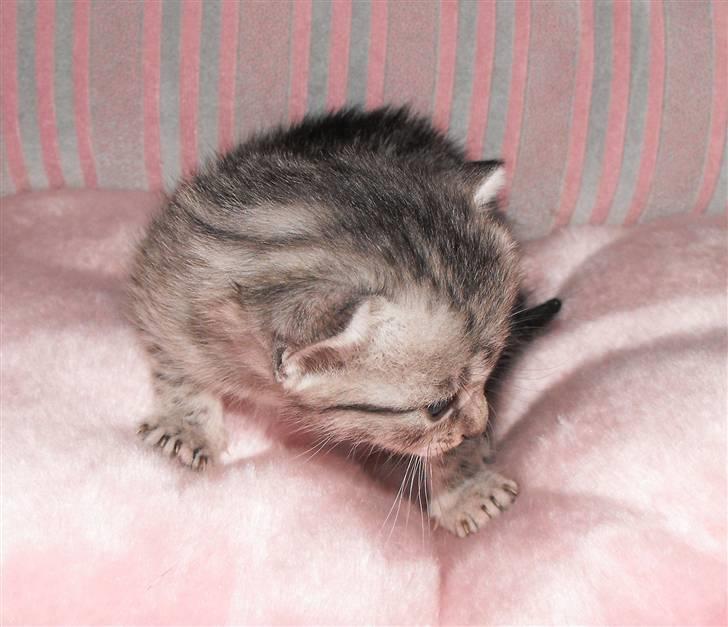 Egyptian Mau Amenhotep´s Nerfetiti billede 9