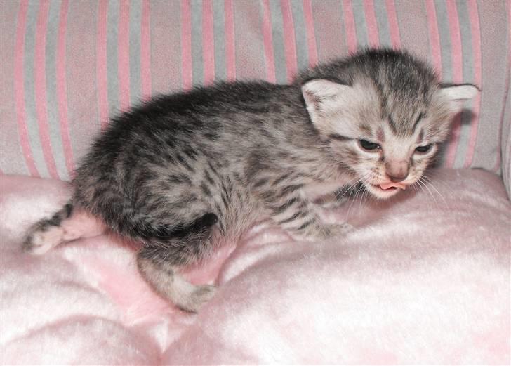 Egyptian Mau Amenhotep´s Nerfetiti billede 10