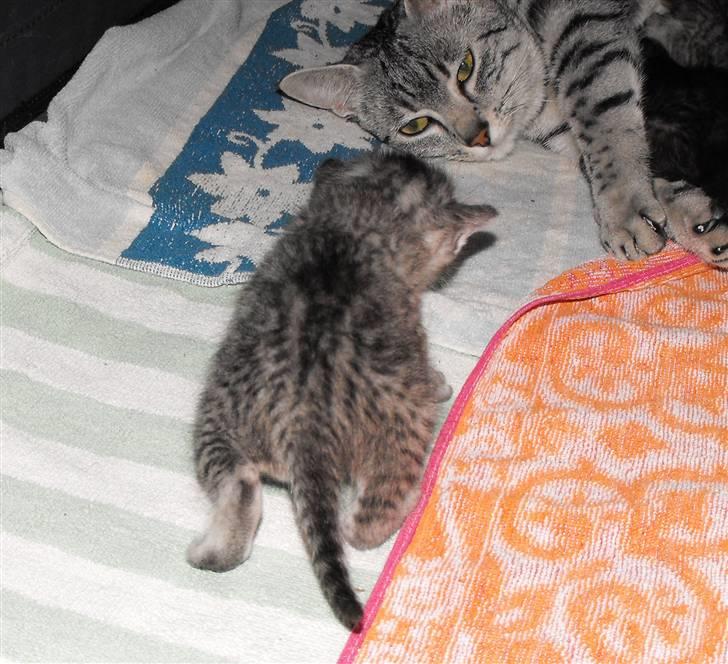 Egyptian Mau Amenhotep´s Nerfetiti billede 11