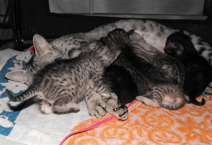 Egyptian Mau Amenhotep´s Nerfetiti billede 12