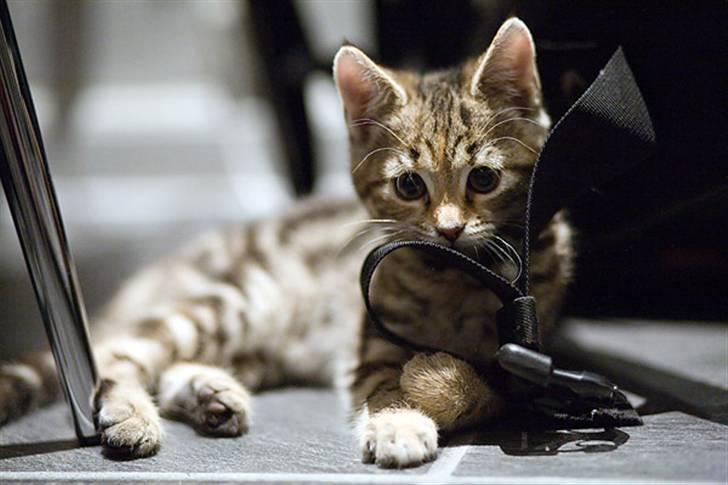 Huskat Castor - Så har hun fundet min fototaske.. og den er sjov og lege med billede 11