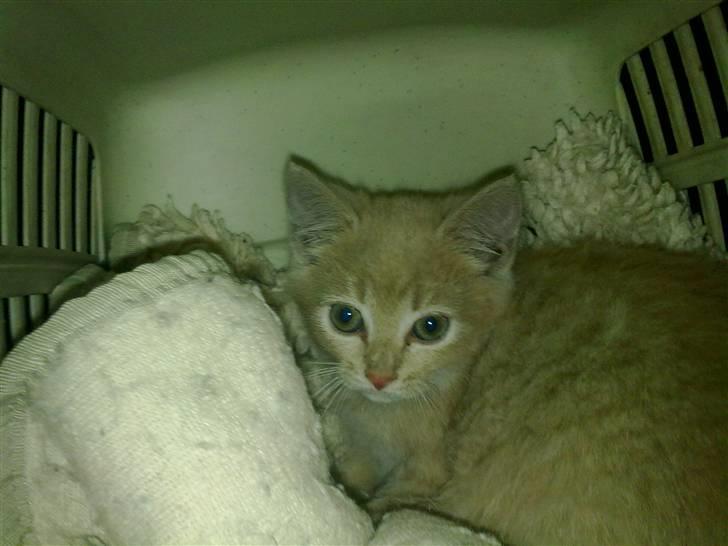 Blanding af racer Bella - på vej hjem for første gang xD billede 1