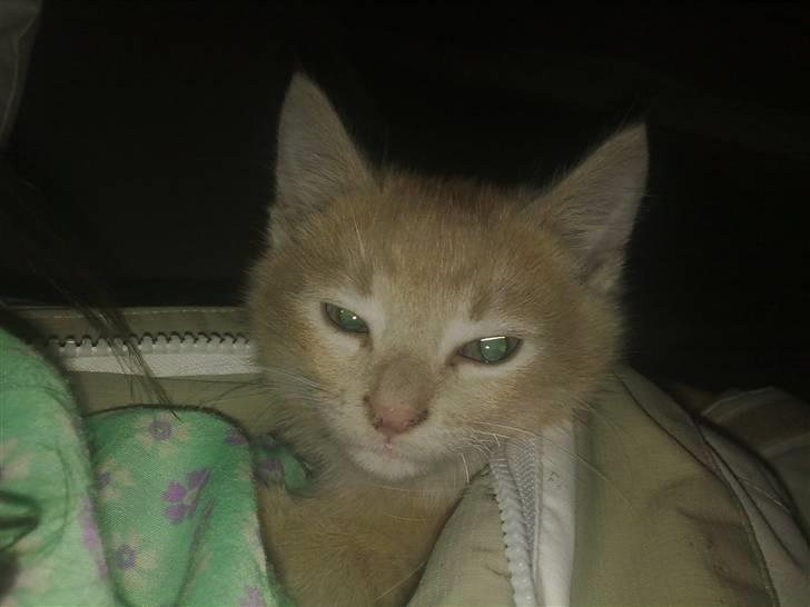 Blanding af racer Bella - hvor dejligt at sidde og få noget varme <3 billede 2