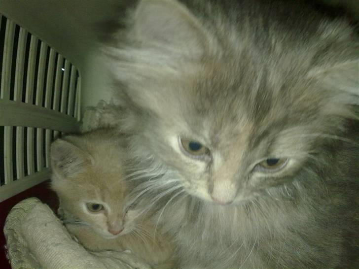 Blanding af racer Bella - på vej hjem i transportkassen sammen med sin søster felisia <3 billede 3