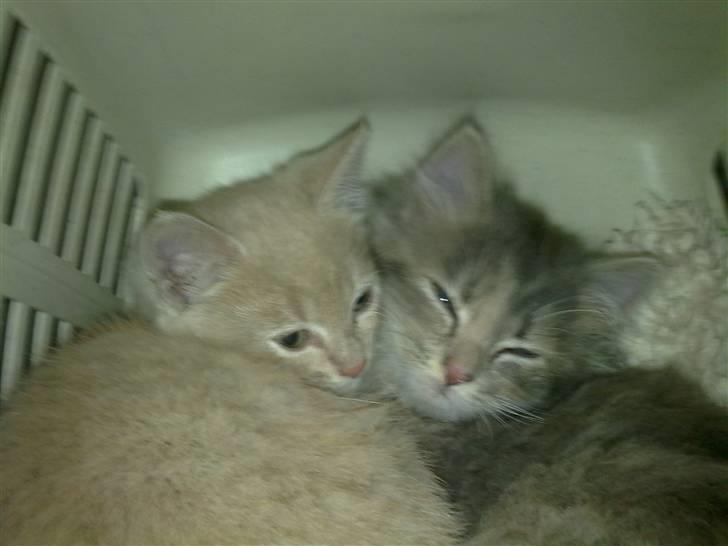 Blanding af racer Bella - søster kærlighed <3 billede 4