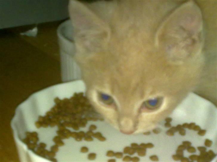 Blanding af racer Bella - også blev man også sulten ;D billede 5