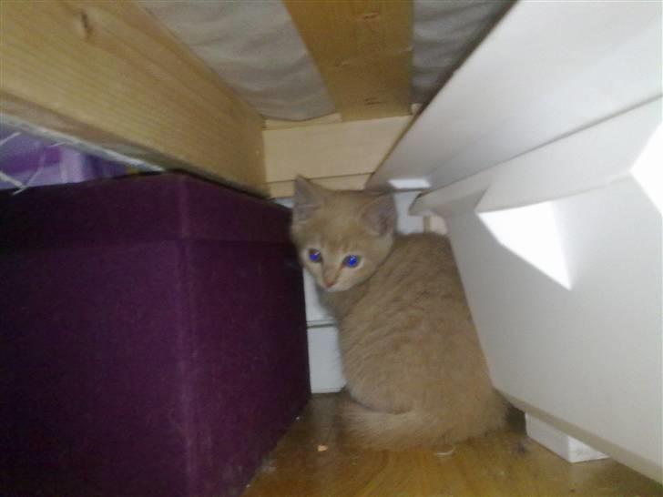 Blanding af racer Bella - ingen kan finde mig når jeg er under sengen xD <3 billede 6