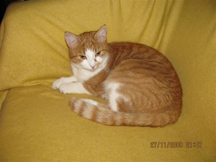 Huskat Charlie ( Mormor's Kat ) billede 13