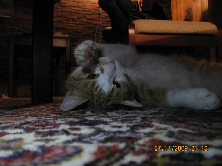 Huskat Charlie ( Mormor's Kat ) billede 14