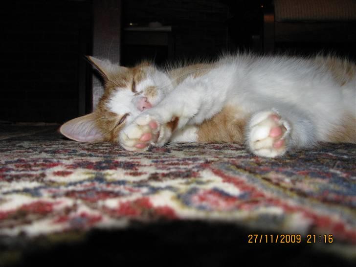 Huskat Charlie ( Mormor's Kat ) billede 15