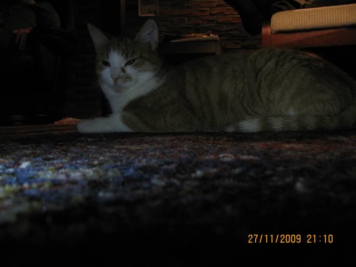 Huskat Charlie ( Mormor's Kat ) billede 16