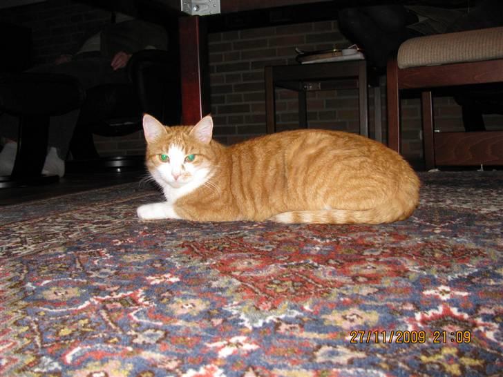 Huskat Charlie ( Mormor's Kat ) billede 17