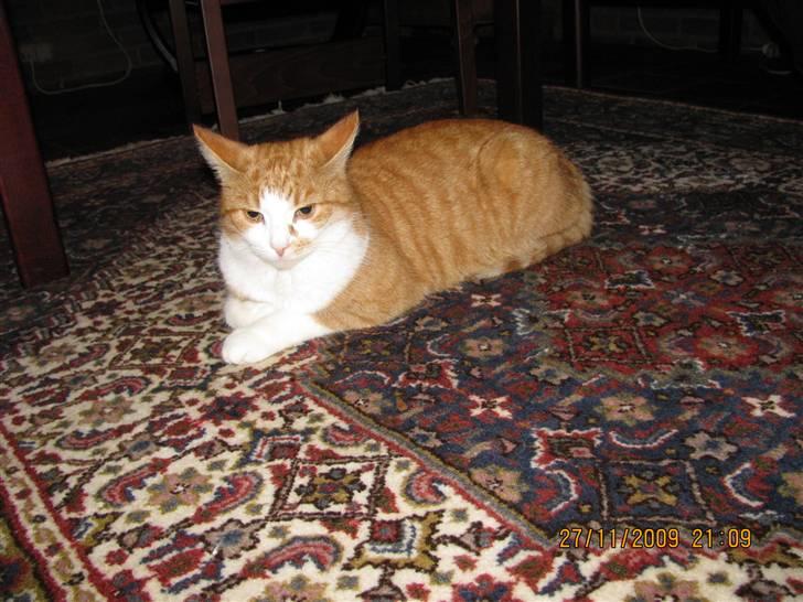 Huskat Charlie ( Mormor's Kat ) billede 18