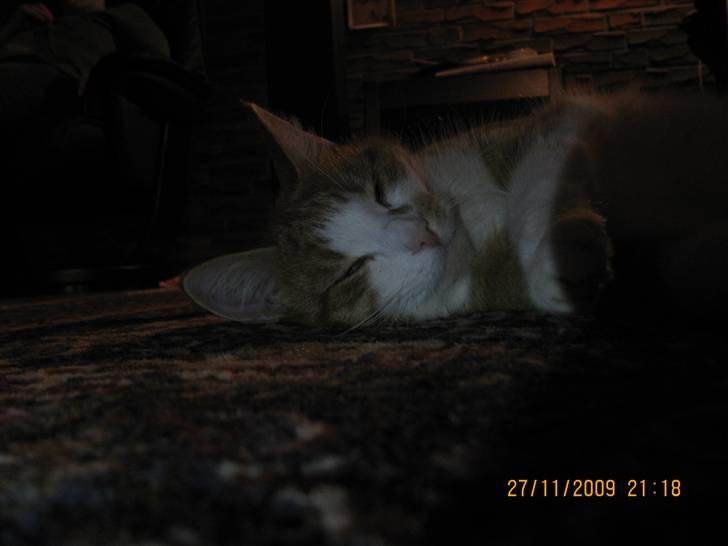 Huskat Charlie ( Mormor's Kat ) billede 19