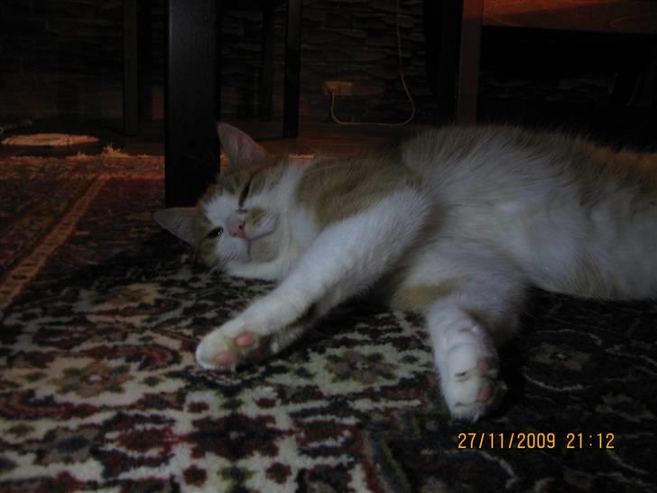 Huskat Charlie ( Mormor's Kat ) billede 20