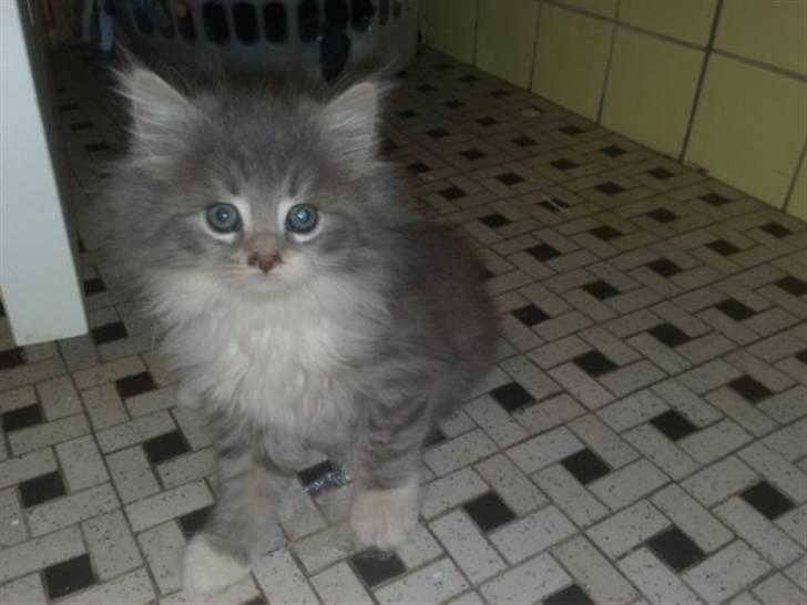 Blanding af racer Fie billede 1