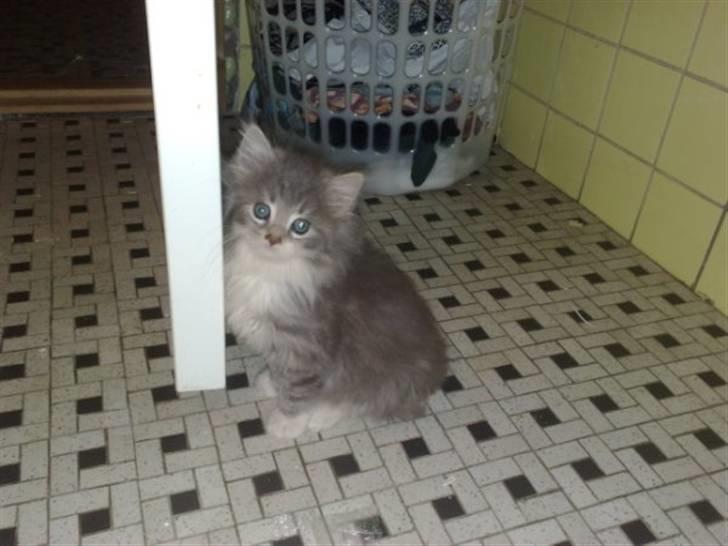 Blanding af racer Fie billede 2