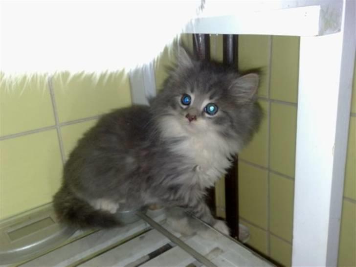 Blanding af racer Fie billede 3