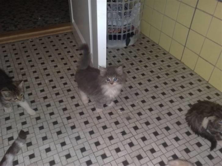 Blanding af racer Fie billede 4