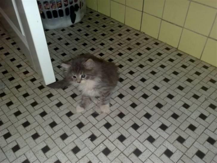 Blanding af racer Fie billede 5