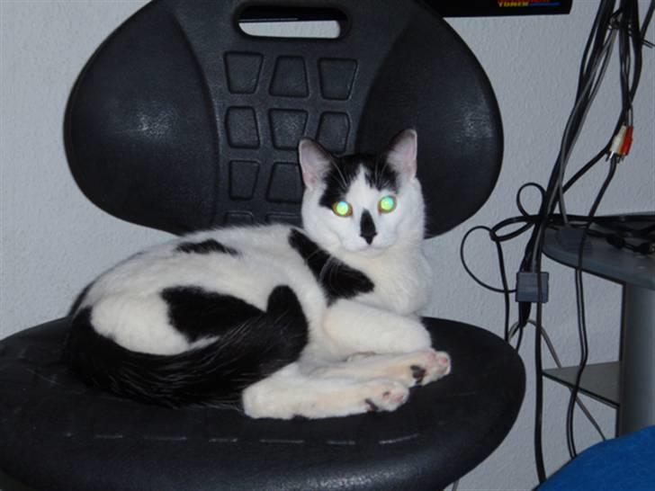 Huskat Plet * død i 2010 * billede 6