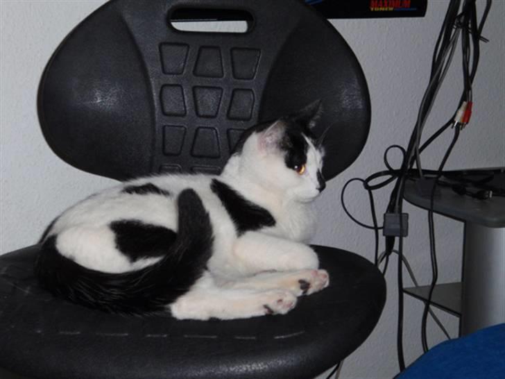 Huskat Plet * død i 2010 * billede 7