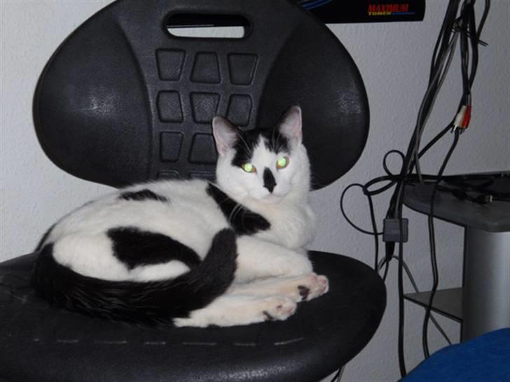 Huskat Plet * død i 2010 * billede 8