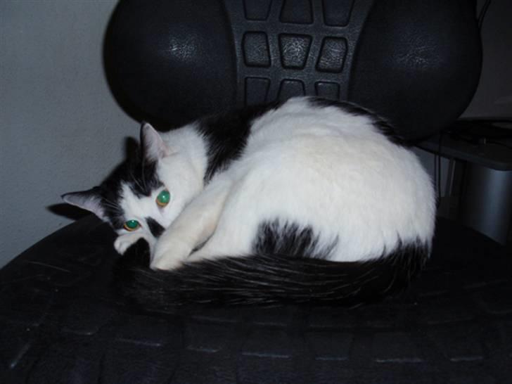 Huskat Plet * død i 2010 * billede 9