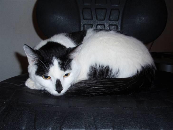 Huskat Plet * død i 2010 * billede 10