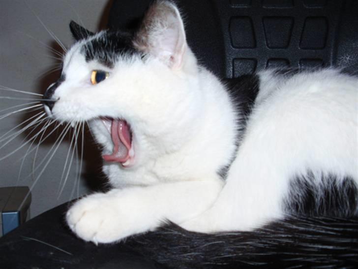 Huskat Plet * død i 2010 * billede 11