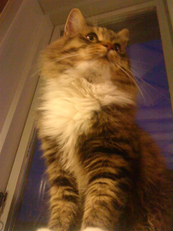 Maine Coon Gizmo..(Trines) - Se lige mig, jeg er dafor lækker. -.^ Taget billledet; Trine. billede 17