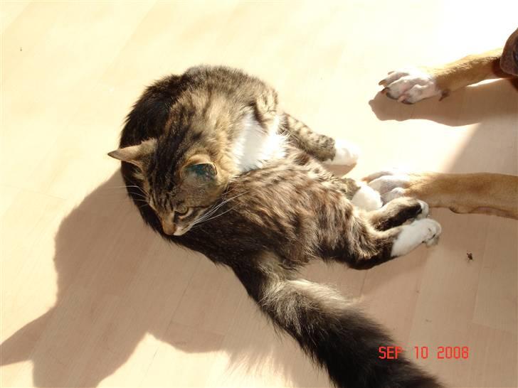 Maine Coon Gizmo..(Trines) - Efter kasterationen er der blevet MEGET MERE kat !!. :D billede 18