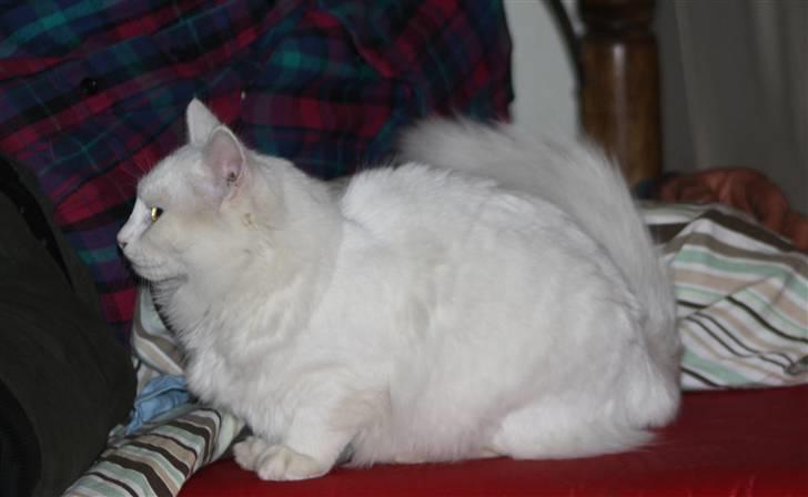 Blanding af racer Ice billede 17