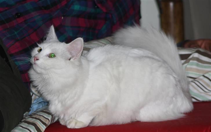 Blanding af racer Ice billede 18