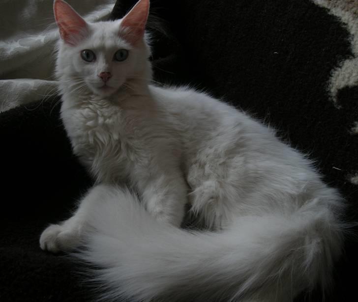 Maine Coon Sapphira *RIP* billede 3