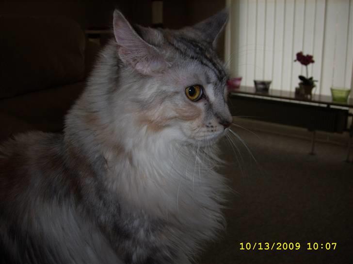 Maine Coon Toffie( Millemus) - Smukke Mille. billede 14
